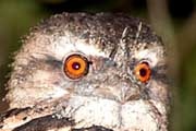 Marbled Frogmouth (Podargus ocellatus)